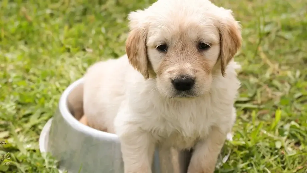 Home made food for one month old puppy