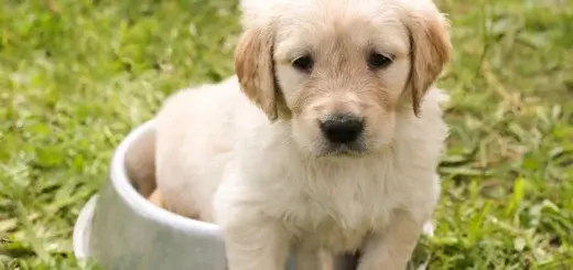 Home made food for one month old puppy